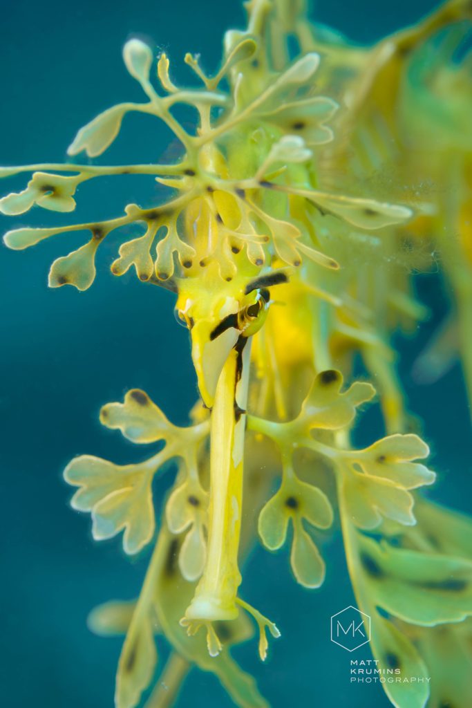 Leafy Seadragon