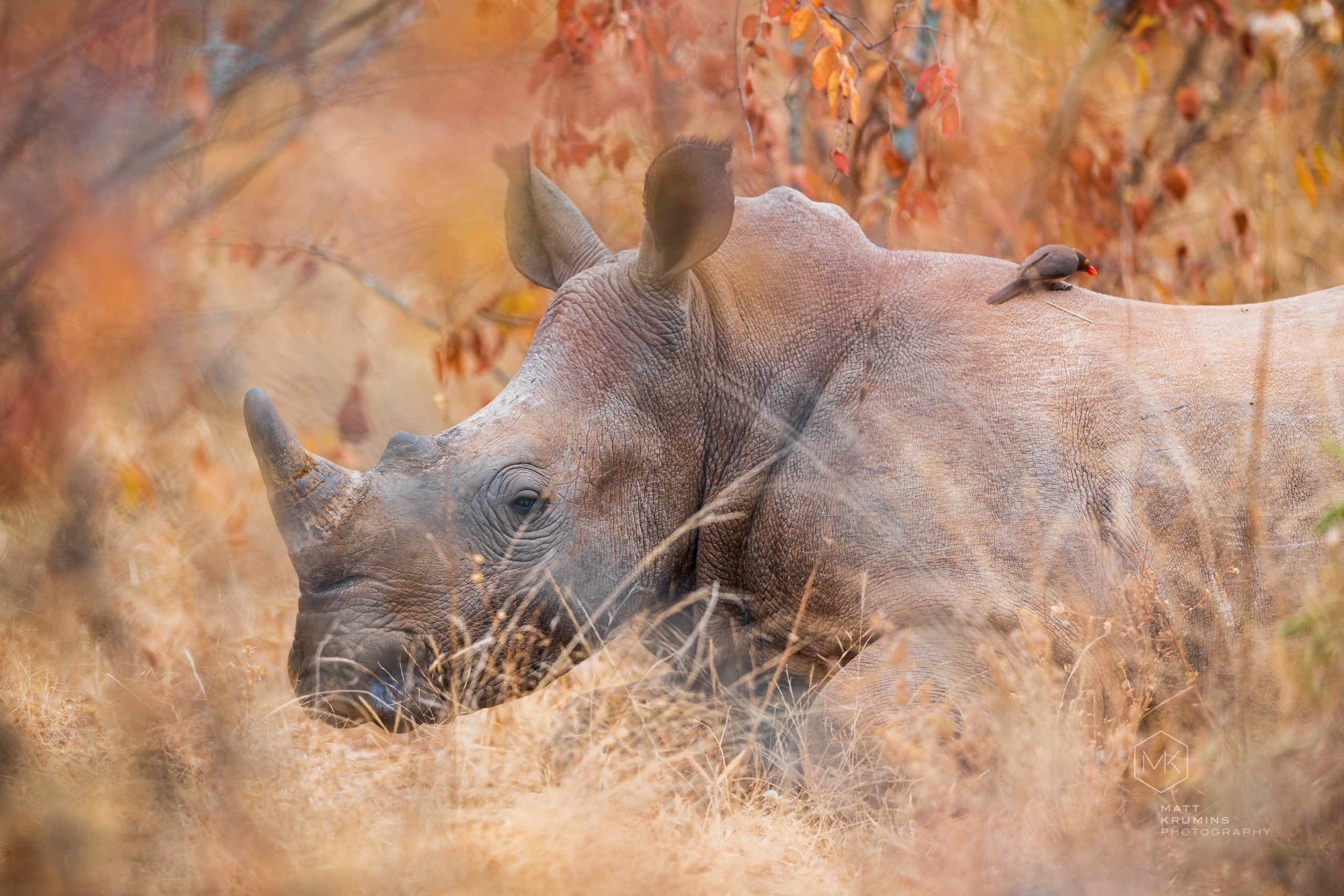 Rhinos in Autumn