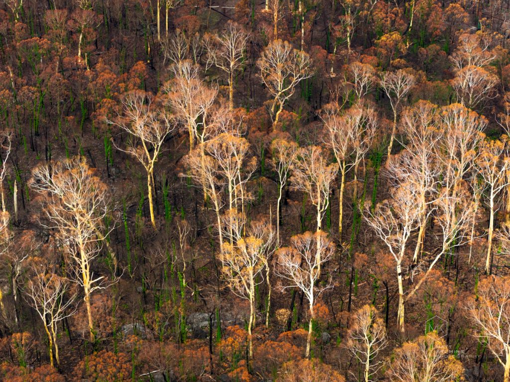 MattKrumins_VicFires__260303-11.jpg