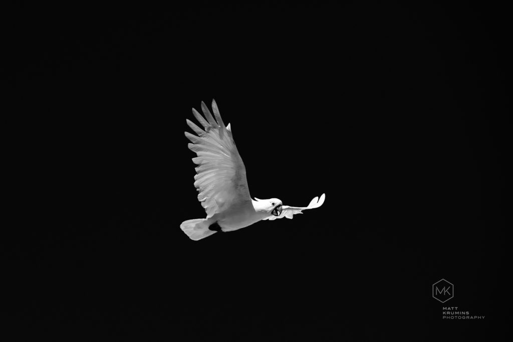 MattKrumins_WintonWetlands_7899_201129.jpg