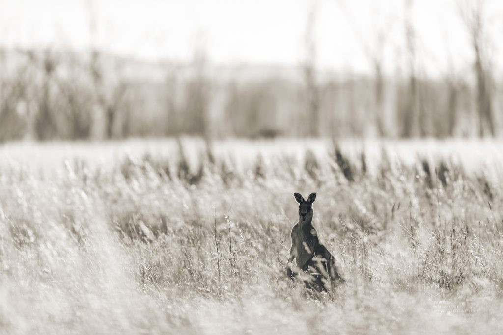 MattKrumins_WintonWetlands_9098_201130.jpg