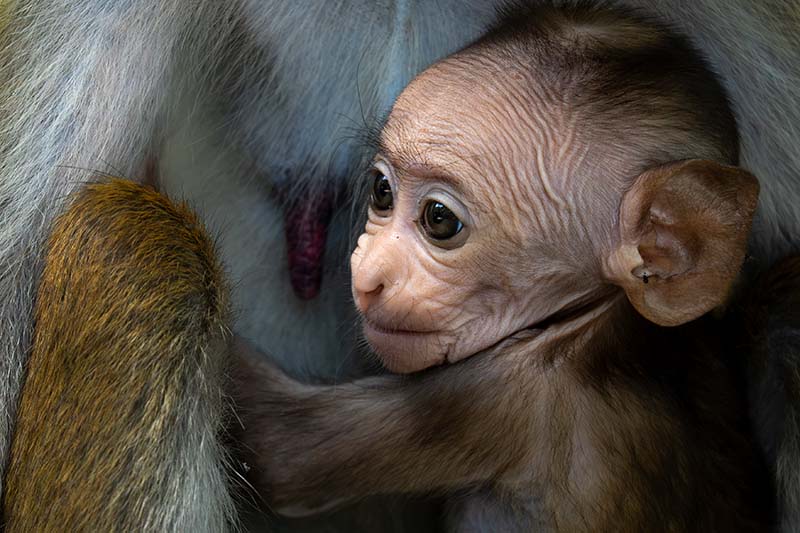 Baby Monkey on mother