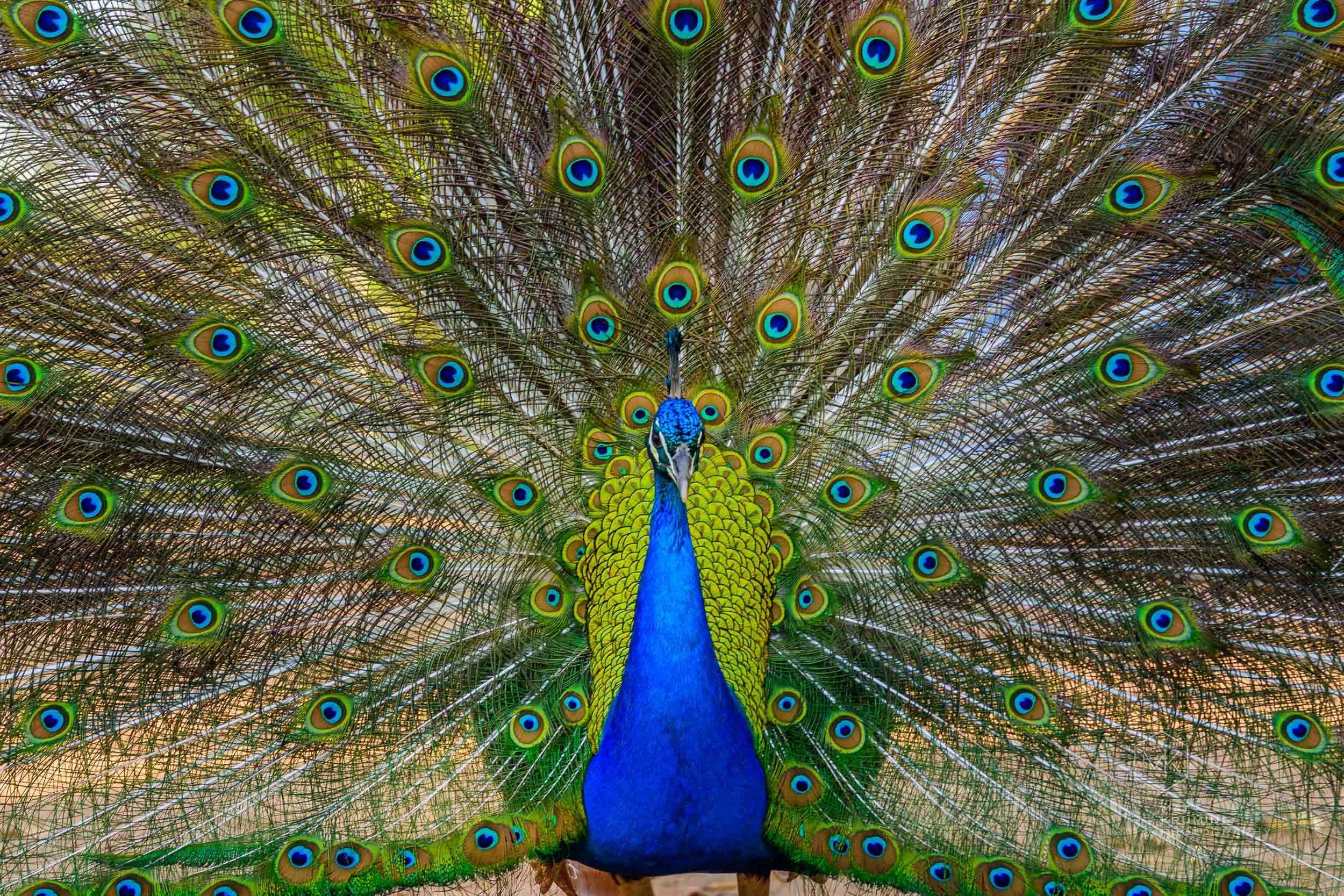 MattKrumins_CentralAus_2393_171009