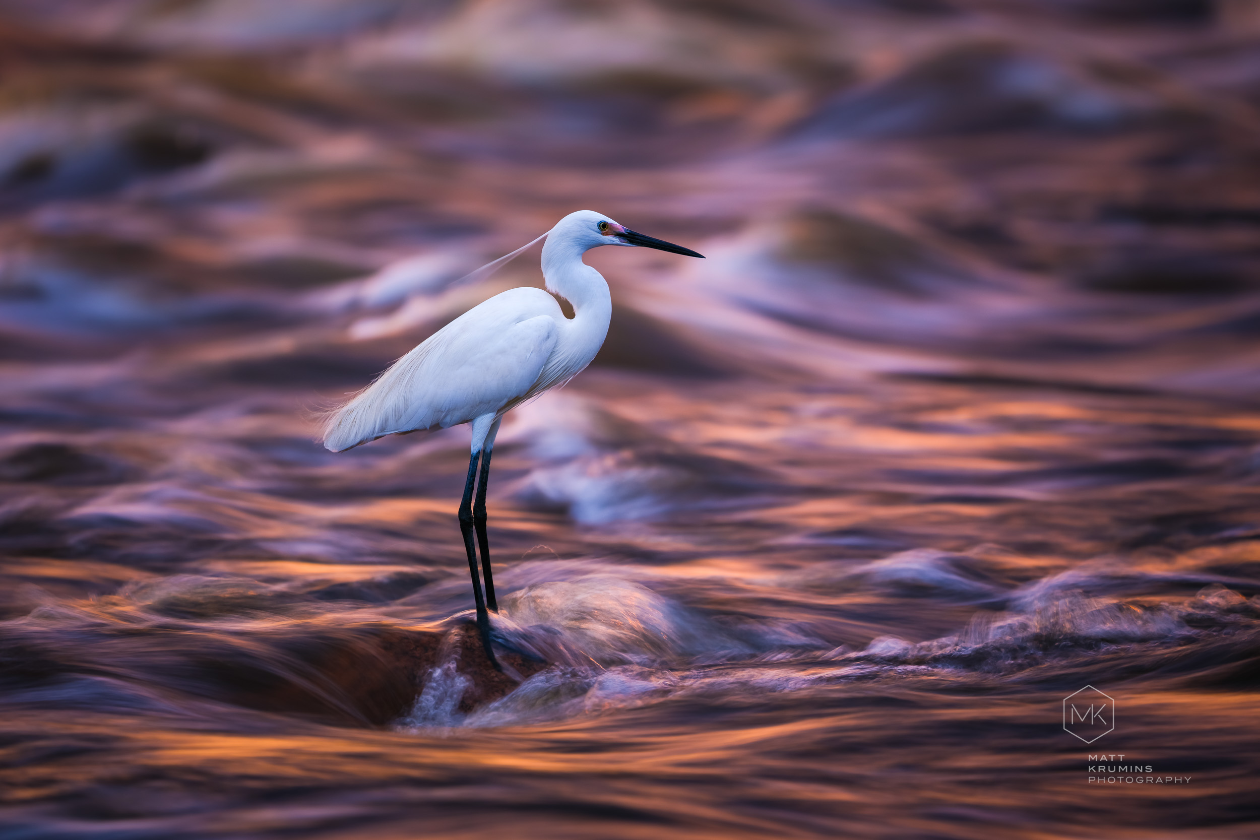 The sun was low on the horizon, the colour was glowing off the surface surrounding these beautiful egrets and I was on a mission for Fujifilm X GFX Australia to push the new GFX and 500mm lens to it's limits.
Whilst I love wildlife photography, birds haven't really been my 'thing' because finding unique ways to photograph them often feels limited to capturing a type of behaviour; a technique that takes more research than I'm willing to do. This slow shutter (1/10th sec) though gave me a fresh perspective on capturing these kinds of animals, a way to inject creativity into the shot and shift the focus from being a photo of a bird, to a beautiful scene. 
A massive thanks to Wildfoto Paul Thomsen for his guiding and local knowledge that made this trip come together.
Behind the scenes: https://bit.ly/MattKrumins_FujiGFX
#birdlife #birdsofinstagram #wildlife #FujifilmGFX_AU #fujifilm